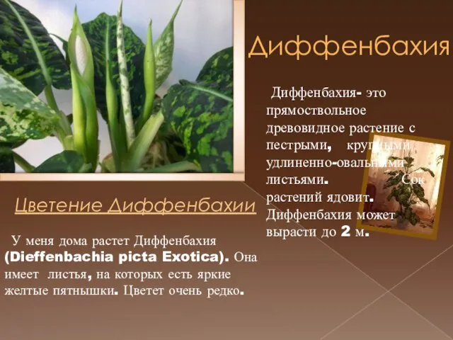 У меня дома растет Диффенбахия (Dieffenbachia picta Exotica). Она имеет листья, на