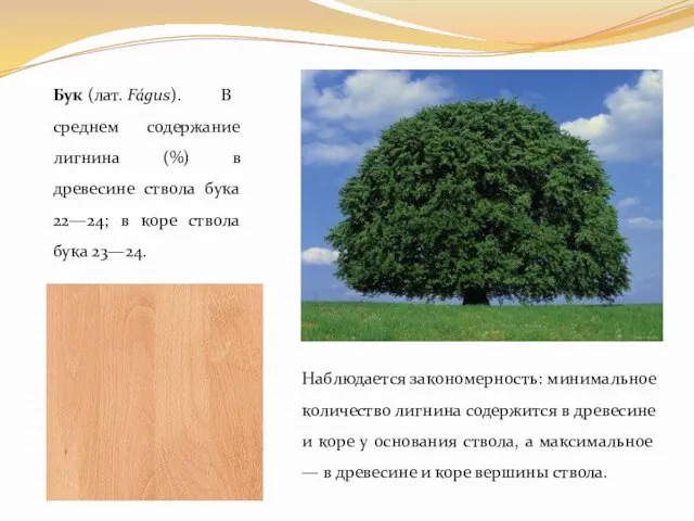 Бук (лат. Fágus). В среднем содержание лигнина (%) в древесине ствола бука