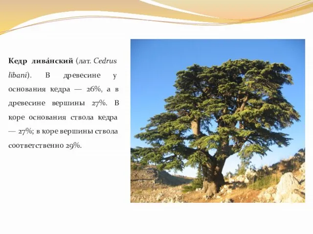 Кедр лива́нский (лат. Cedrus libani). В древесине у основания кедра — 26%,