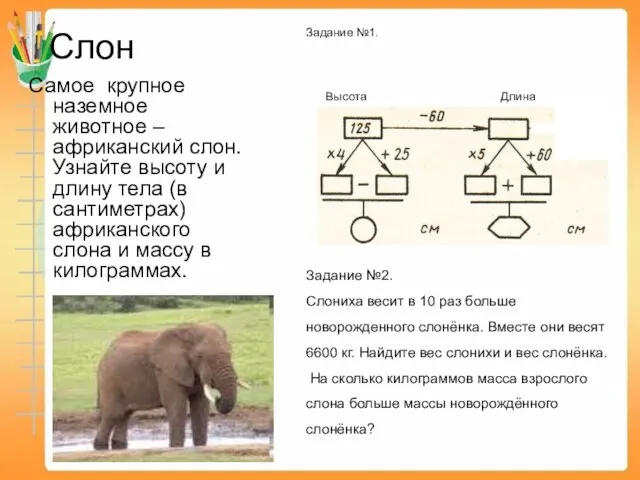 Слон Самое крупное наземное животное – африканский слон. Узнайте высоту и длину