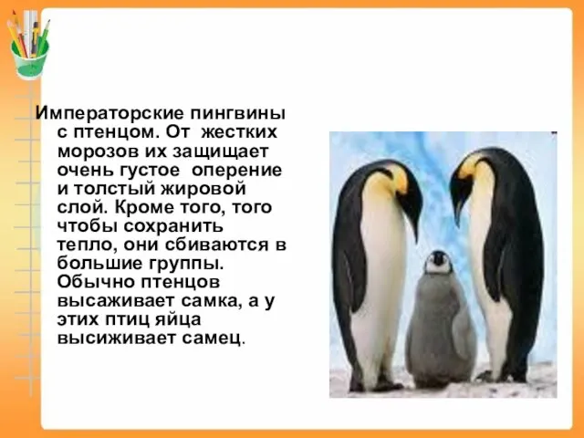 Императорские пингвины с птенцом. От жестких морозов их защищает очень густое оперение