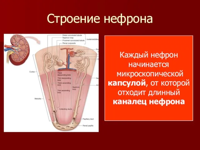 Строение нефрона Каждый нефрон начинается микроскопической капсулой, от которой отходит длинный каналец нефрона