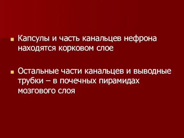 Капсулы и часть канальцев нефрона находятся корковом слое Остальные части канальцев и