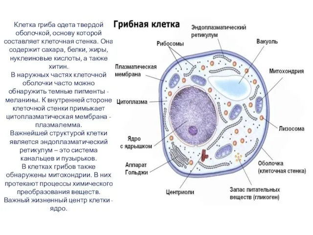 Клетка гриба одета твердой оболочкой, основу которой составляет клеточная стенка. Она содержит