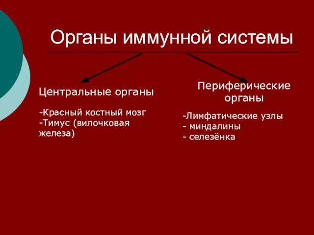 Органы иммунной системы Центральные органы Периферические органы -Красный костный мозг -Тимус (вилочковая