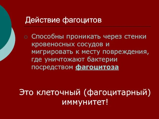 Действие фагоцитов Способны проникать через стенки кровеносных сосудов и мигрировать к месту