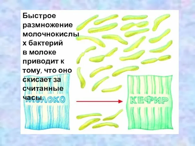 Быстрое размножение молочнокислых бактерий в молоке приводит к тому, что оно скисает за считанные часы.