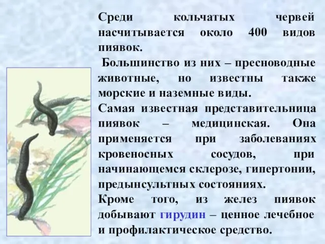 Среди кольчатых червей насчитывается около 400 видов пиявок. Большинство из них –