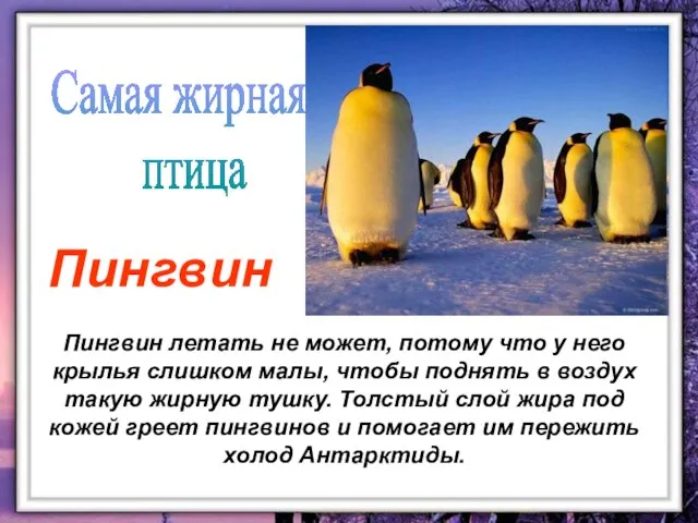 Пингвин летать не может, потому что у него крылья слишком малы, чтобы