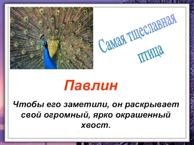 Чтобы его заметили, он раскрывает свой огромный, ярко окрашенный хвост. Самая тщеславная птица Павлин