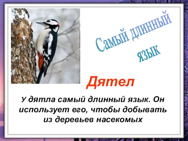 У дятла самый длинный язык. Он использует его, чтобы добывать из деревьев