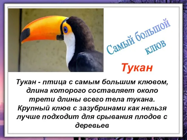 Тукан - птица с самым большим клювом, длина которого составляет около трети