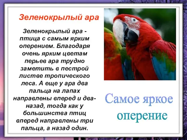 Зеленокрылый ара - птица с самым ярким оперением. Благодаря очень ярким цветам