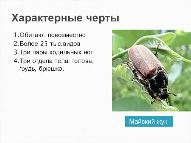Характерные черты Майский жук 1.Обитают повсеместно 2.Более 25 тыс.видов 3.Три пары ходильных