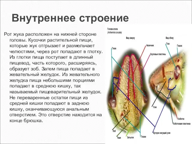 Внутреннее строение Рот жука расположен на нижней стороне головы. Кусочки растительной пищи,