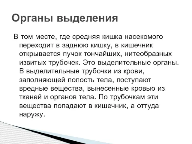 В том месте, где средняя кишка насекомого переходит в заднюю кишку, в