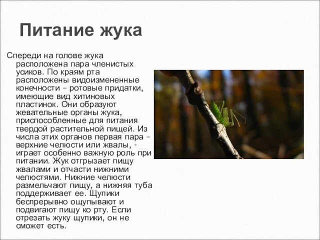 Питание жука Спереди на голове жука расположена пара членистых усиков. По краям