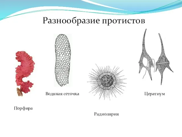 Порфира Водяная сеточка Радиолярия Цератиум Разнообразие протистов