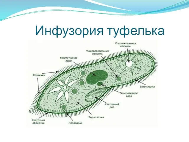 Инфузория туфелька