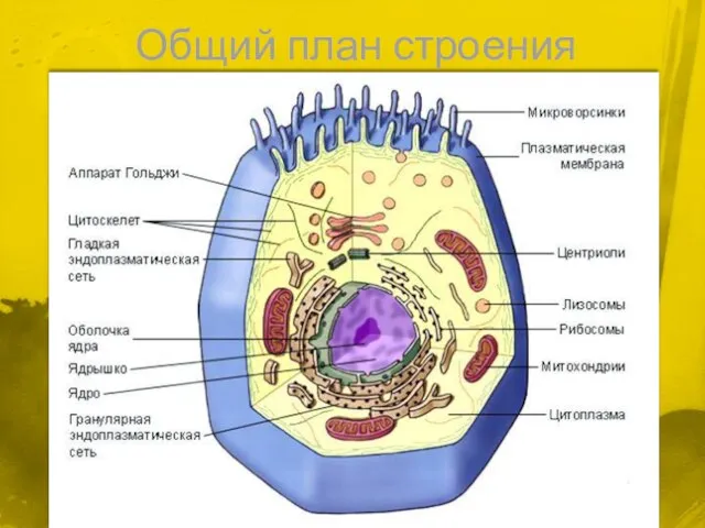 Общий план строения