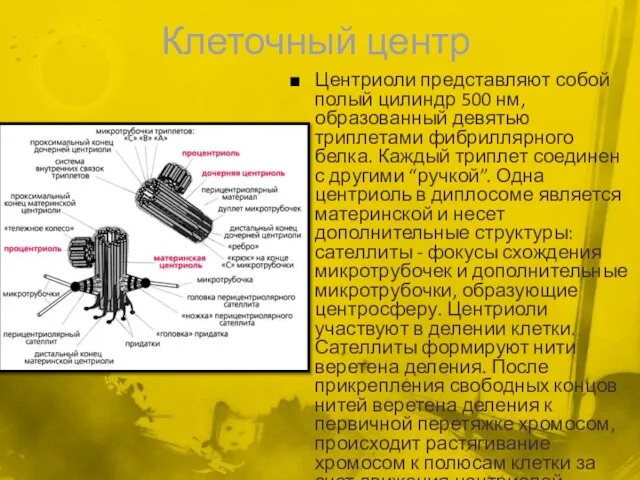 Клеточный центр Центриоли представляют собой полый цилиндр 500 нм, образованный девятью триплетами