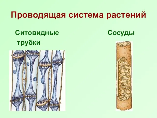 Проводящая система растений Ситовидные Сосуды трубки