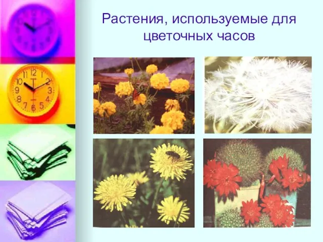 Растения, используемые для цветочных часов