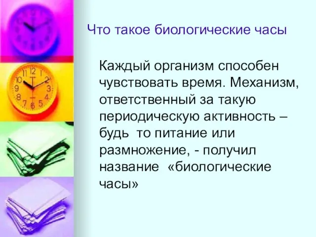 Что такое биологические часы Каждый организм способен чувствовать время. Механизм, ответственный за