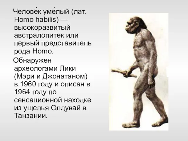 Челове́к уме́лый (лат. Homo habilis) — высокоразвитый австралопитек или первый представитель рода