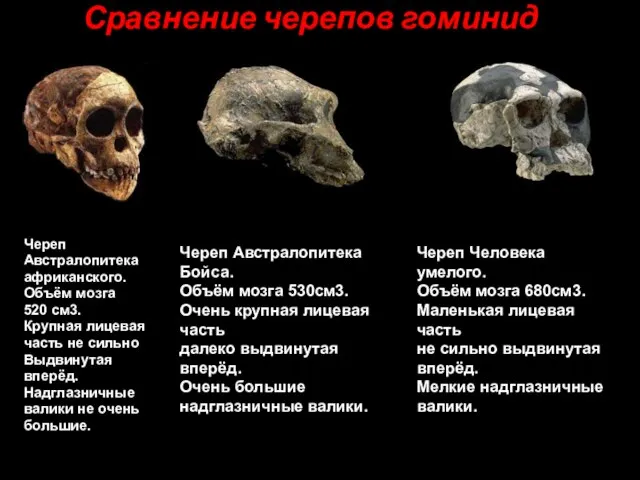 Сравнение черепов гоминид Череп Австралопитека африканского. Объём мозга 520 см3. Крупная лицевая