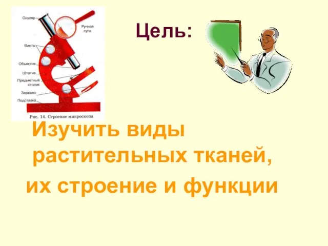 Цель: Изучить виды растительных тканей, их строение и функции