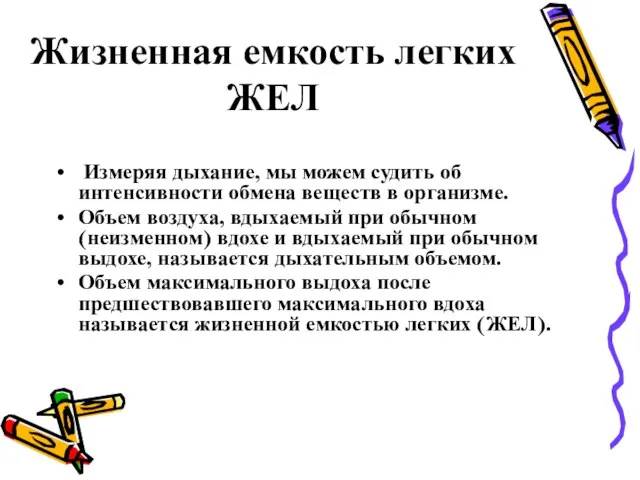 Жизненная емкость легких ЖЕЛ Измеряя дыхание, мы можем судить об интенсивности обмена