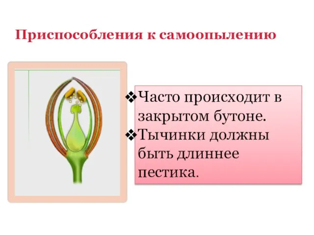 Приспособления к самоопылению Часто происходит в закрытом бутоне. Тычинки должны быть длиннее пестика.