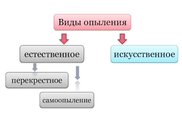 Виды опыления естественное искусственное перекрестное самоопыление