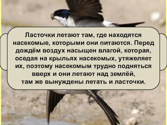 Ласточки летают над самой землёй – будет дождь. Всем известна эта народная