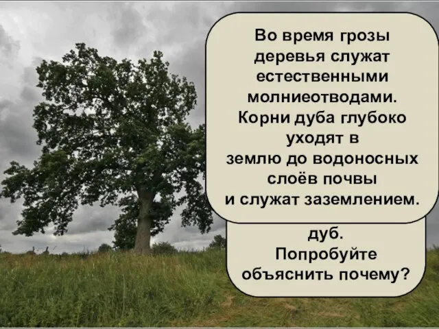 В грозу во время дождя и молнии нельзя прятаться под деревьями. Особенно