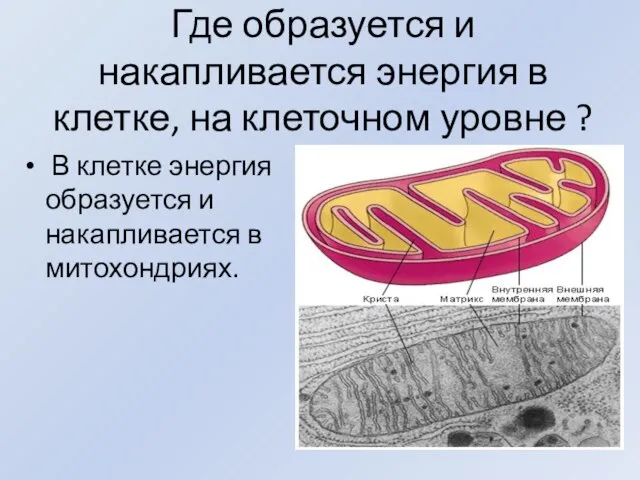 Где образуется и накапливается энергия в клетке, на клеточном уровне ? В