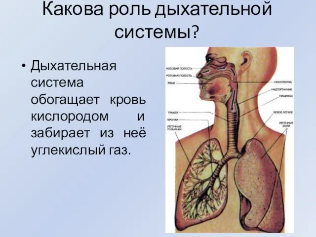 Какова роль дыхательной системы? Дыхательная система обогащает кровь кислородом и забирает из неё углекислый газ.