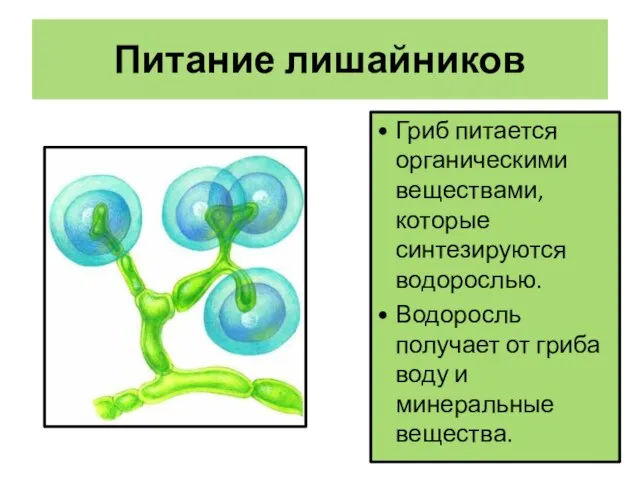 Питание лишайников Гриб питается органическими веществами, которые синтезируются водорослью. Водоросль получает от