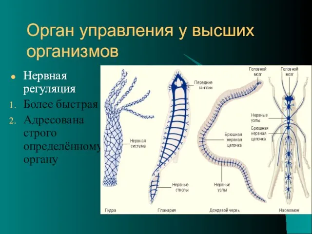 Орган управления у высших организмов Нервная регуляция Более быстрая Адресована строго определённому органу