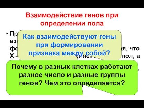 Взаимодействие генов при определении пола Предложите возможные варианты взаимодействия генов при формировании