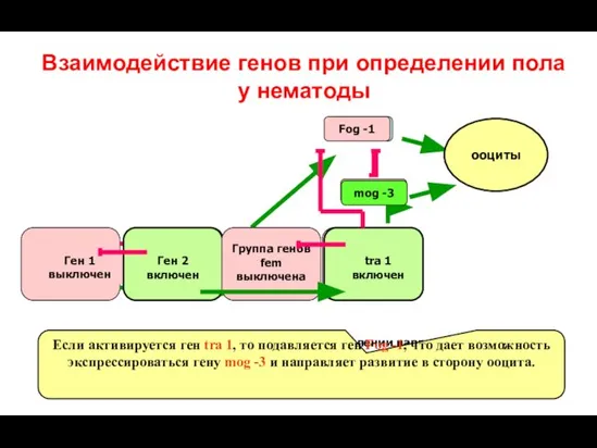 Взаимодействие генов при определении пола у нематоды Fog -1 спермии mog -3