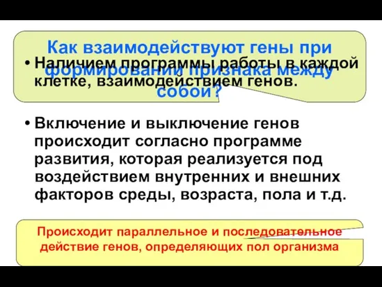 Включение и выключение генов происходит согласно программе развития, которая реализуется под воздействием