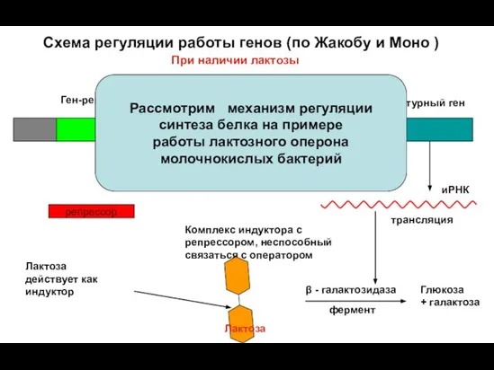 Ген-регулятор иРНК-полимераза Оператор Структурный ген транскрипция иРНК трансляция Лактоза действует как индуктор