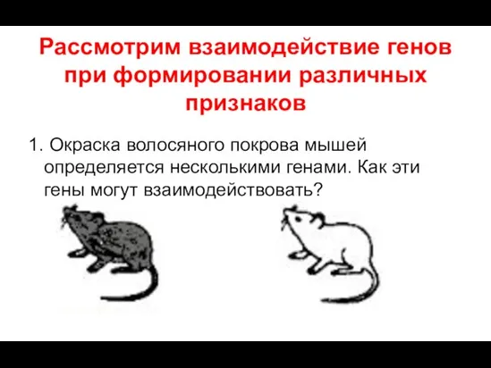 Рассмотрим взаимодействие генов при формировании различных признаков 1. Окраска волосяного покрова мышей