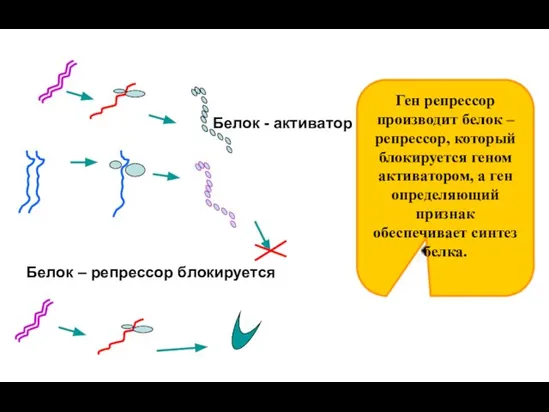 Белок – репрессор блокируется Белок - активатор Ген репрессор производит белок –