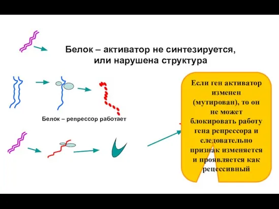 Белок – репрессор работает Белок – активатор не синтезируется, или нарушена структура