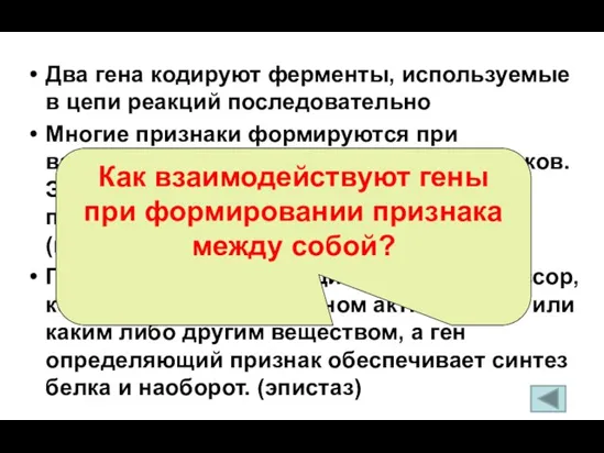 Два гена кодируют ферменты, используемые в цепи реакций последовательно Многие признаки формируются