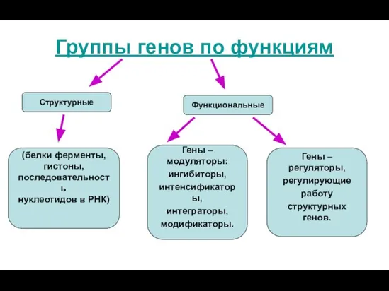 Группы генов по функциям Структурные (белки ферменты, гистоны, последовательность нуклеотидов в РНК)