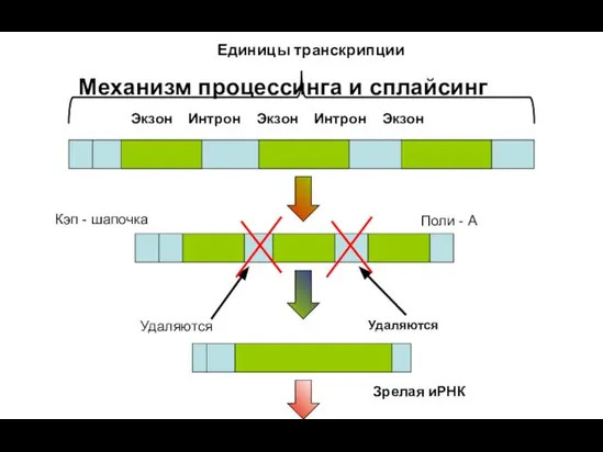 Единицы транскрипции Экзон Интрон Экзон Интрон Экзон Кэп - шапочка Поли -